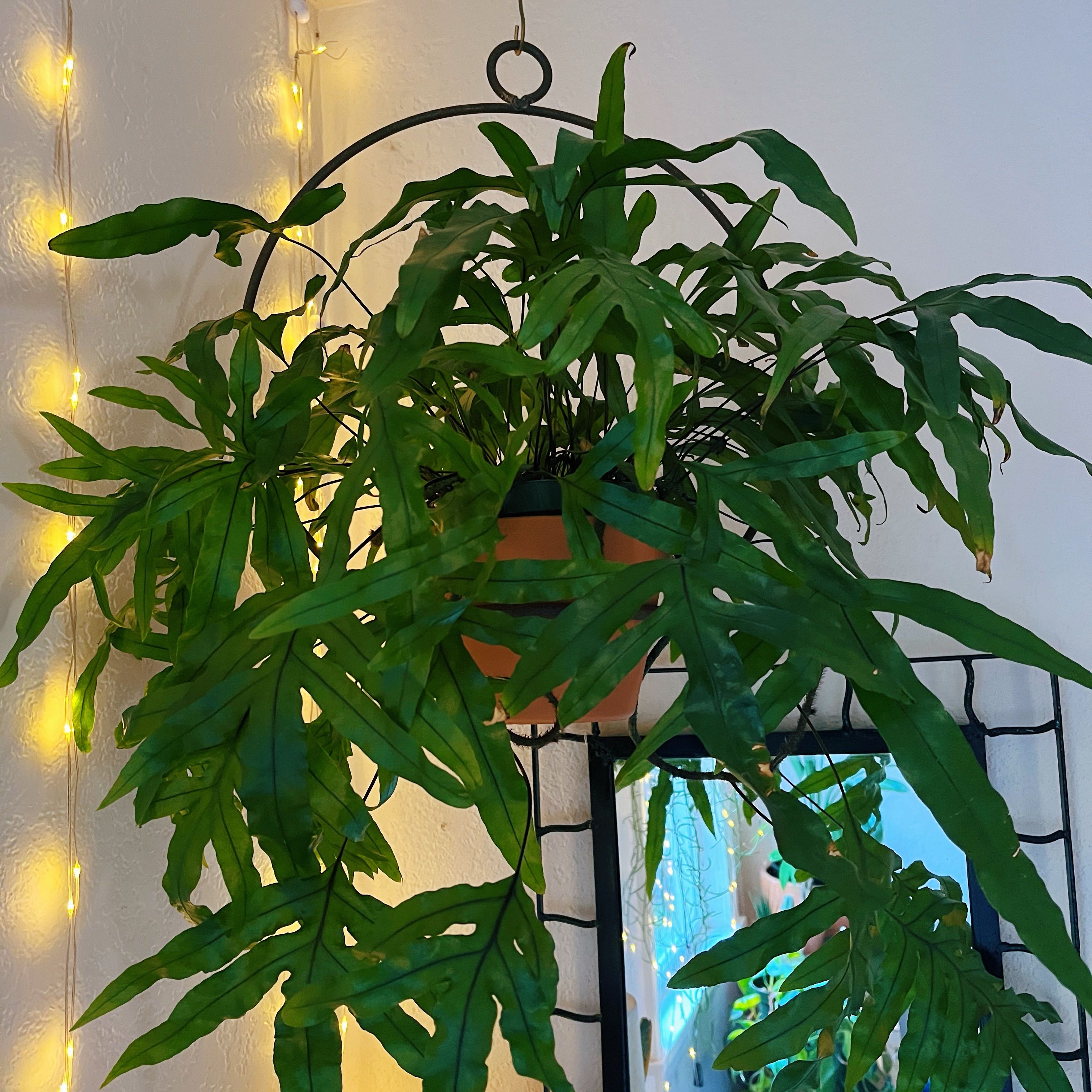 Blue Star Fern in a hanging pot with vibrant green leaves, decorative lights in the background.