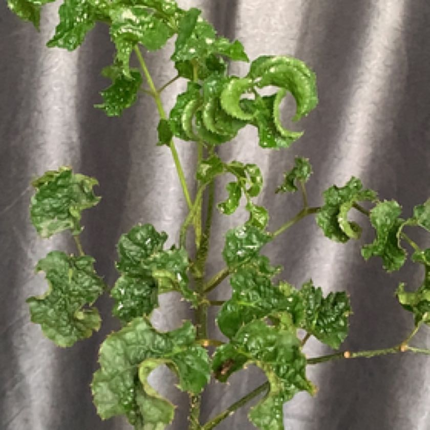 Photo of the plant species Black Aralia Polyscias by @AscendantPepper named semia on Greg, the plant care app