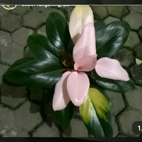 Photo of the plant species Philodendron Pink Congo by @PreferredMint named Orwell on Greg, the plant care app