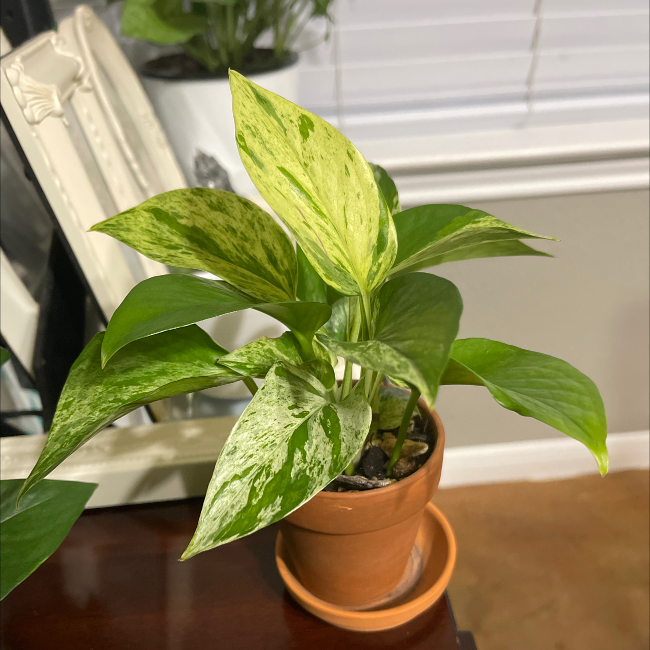 Marble Queen Pothos uploaded to the Greg plant app by @SagePumpkinash