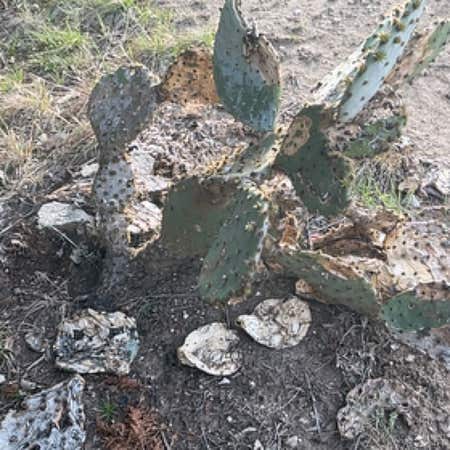 Photo of the plant species Brownspine Prickly Pear by @SagePumpkinash named Surya on Greg, the plant care app