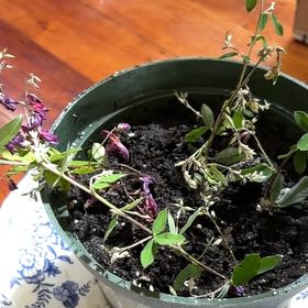 Photo of the plant species Creeping Bushclover by @TrustyBeachplum named Surya on Greg, the plant care app