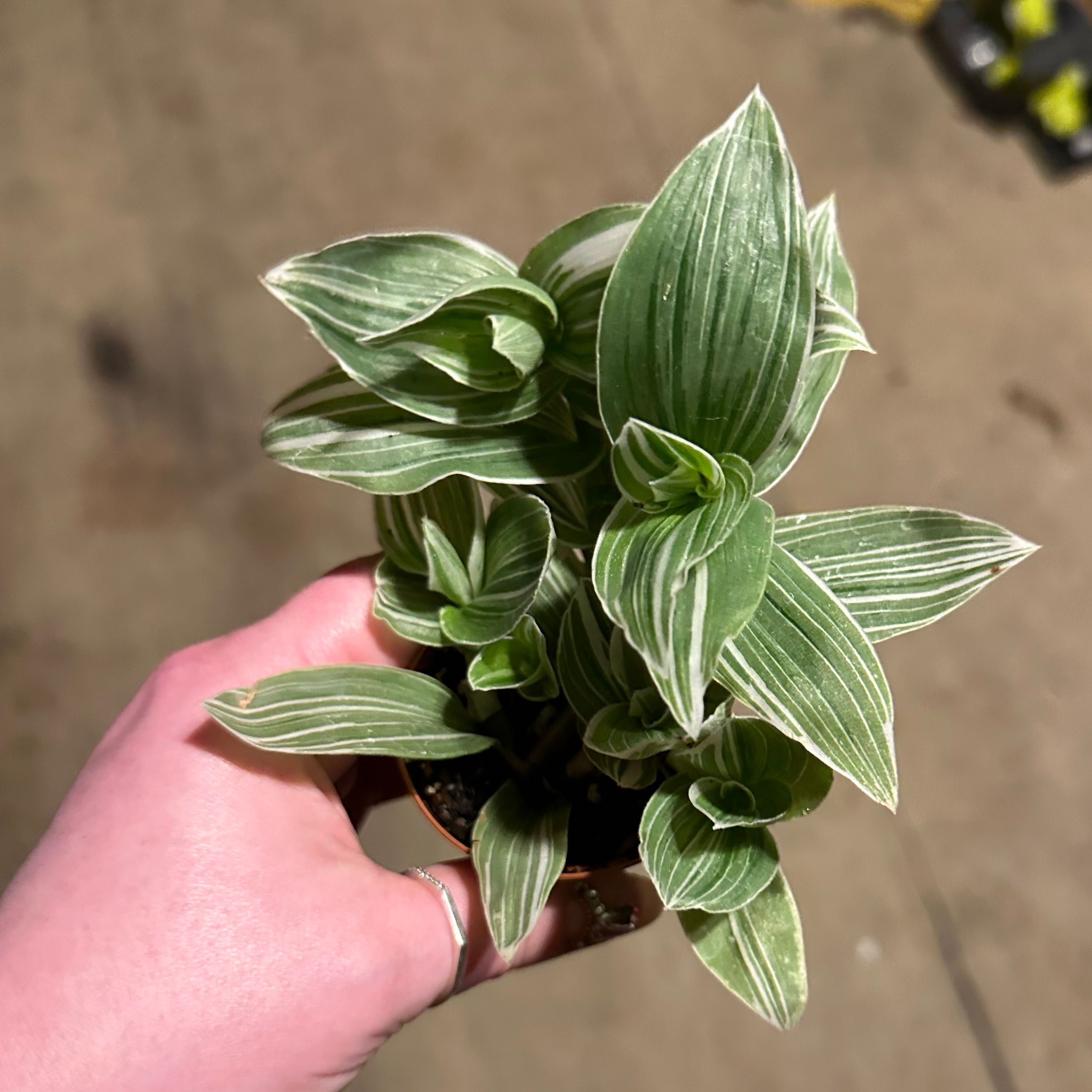Tradescantia albiflora 'Albovittata' plant with green and white striped leaves held by a hand.