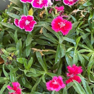 Sweet William plant in Somewhere on Earth