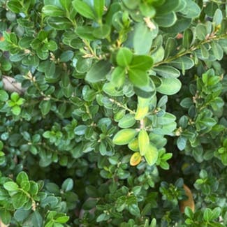 Common Boxwood plant in Somewhere on Earth
