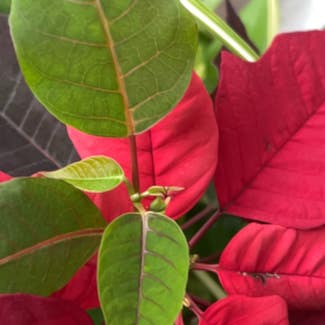 Poinsettia plant in Somewhere on Earth