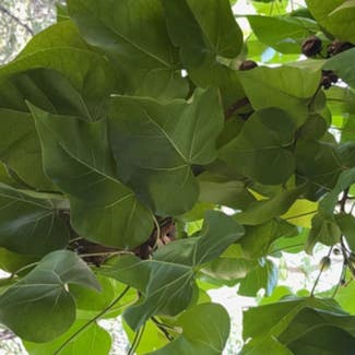 Bodhi Tree plant in Somewhere on Earth