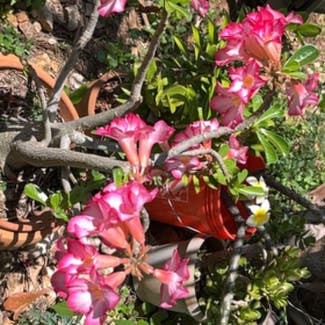 Desert Rose Plant plant in Somewhere on Earth