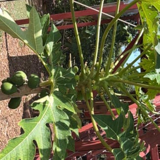 Papaya plant in Somewhere on Earth