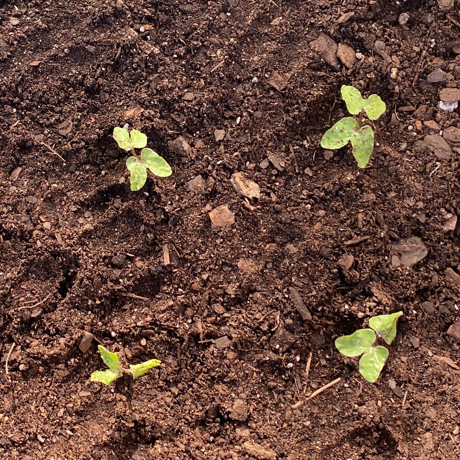 Photo of the plant species Picotee Blue Morning Glory by @NationalNeem named Winston on Greg, the plant care app