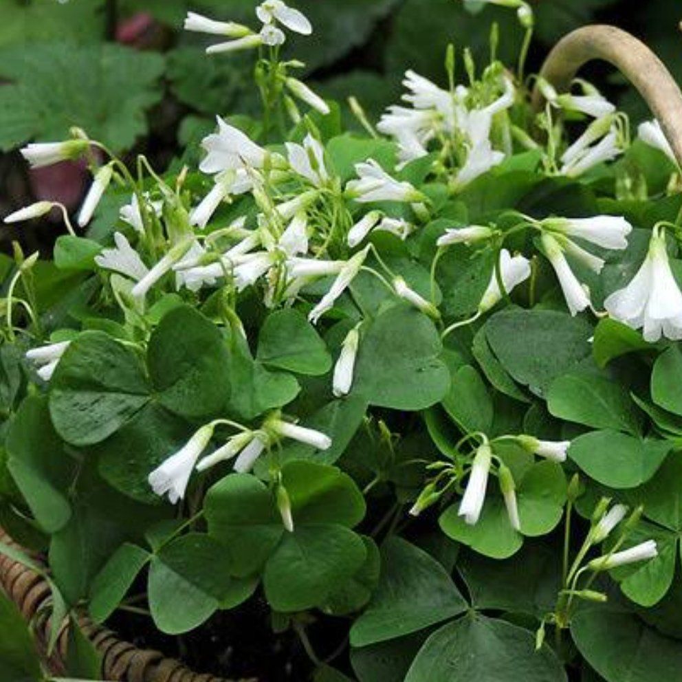 Broadleaf Woodsorrel plant with green leaves and white flowers.