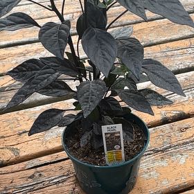 Photo of the plant species Ornamental Pepper Onyx Red by @GreenFiend93 named Gomez on Greg, the plant care app