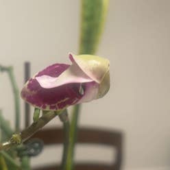 Amberique-Bean plant