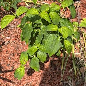 Photo of the plant species Kousa Dogwood by @PrimeBalsamfir named Messi on Greg, the plant care app