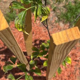 Photo of the plant species Common Dogwood by @PrimeBalsamfir named Girlfrond on Greg, the plant care app