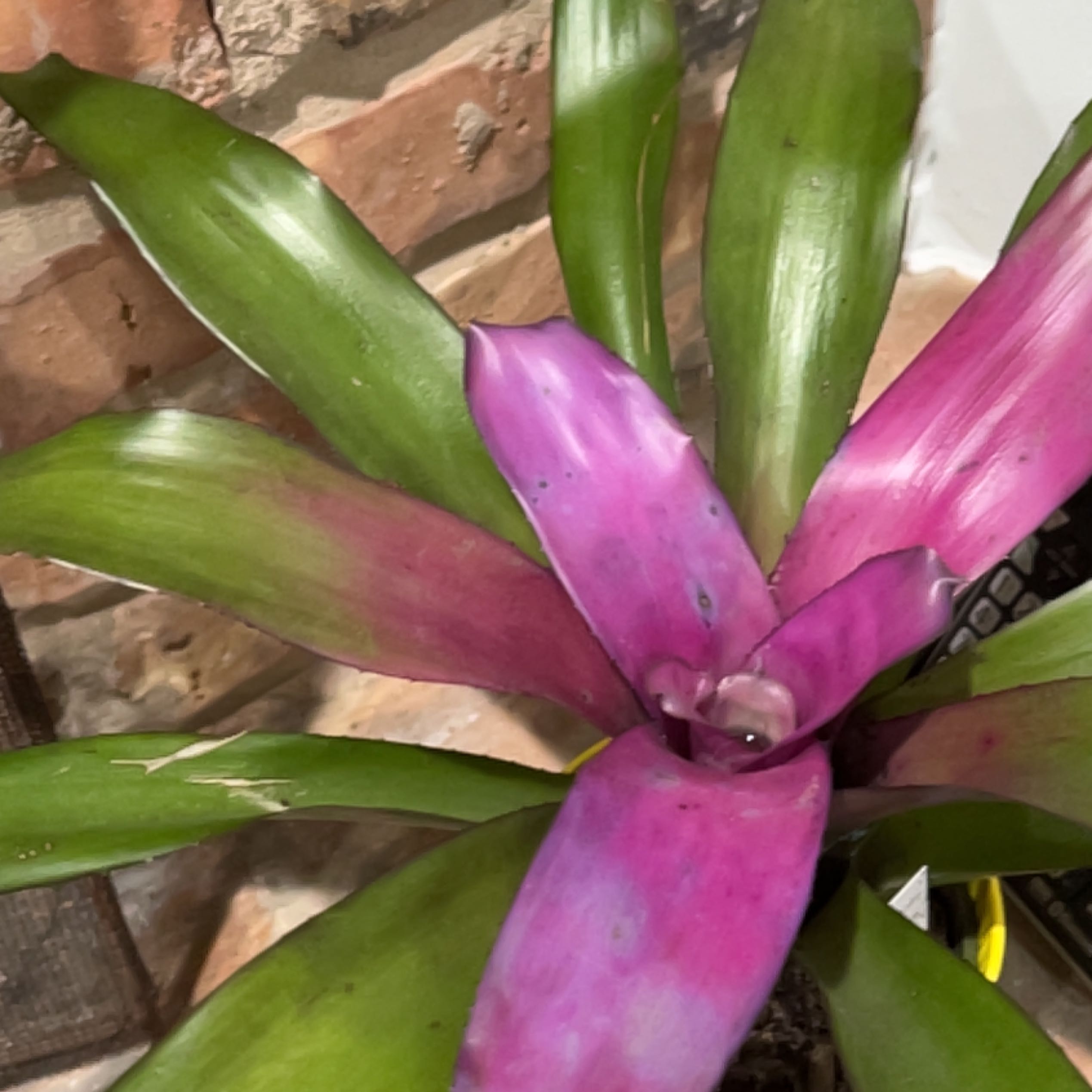 Photo of the plant species Bromeliad Neoregelia 'Donger' by @ExpertLimebasil named Daphne on Greg, the plant care app