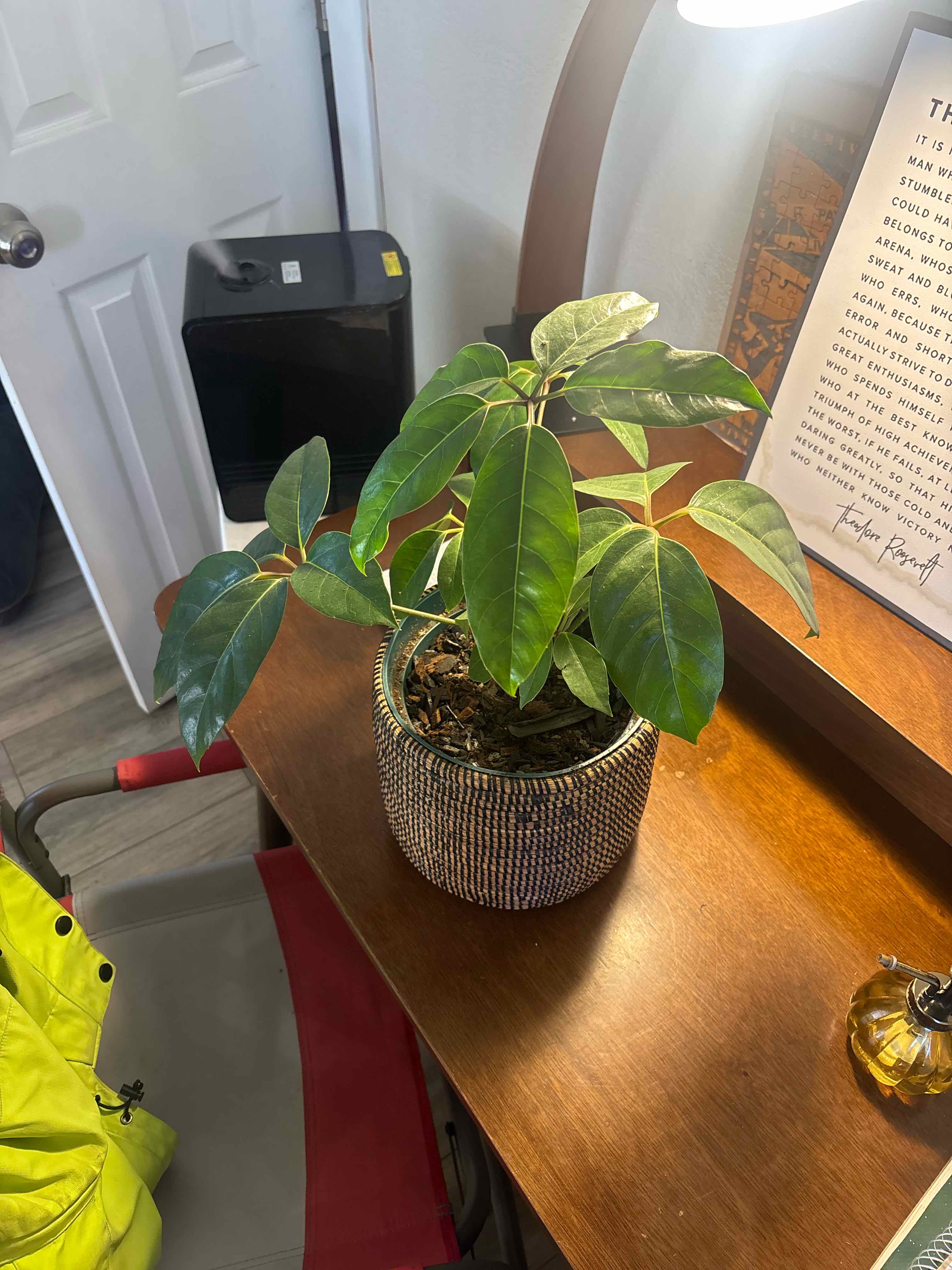 Photo of the plant species Alpine Schefflera by @TiptopTipa named Planty on Greg, the plant care app