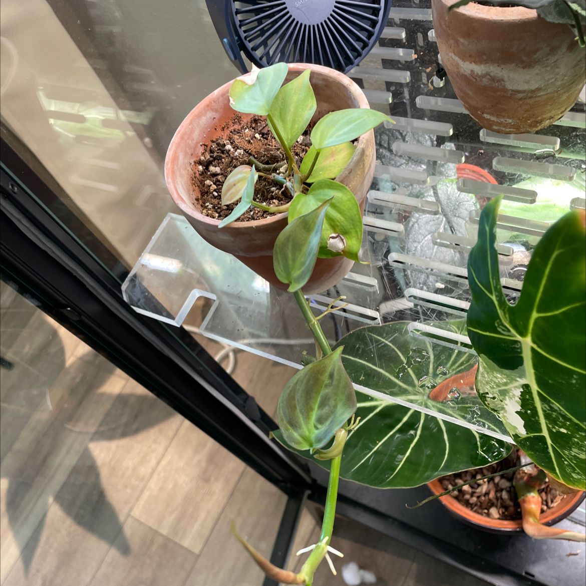 Camposportoanum Velvet Shield plant in a pot on a glass shelf, with visible soil and healthy green leaves.