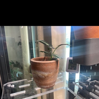 Syngonium Rayii plant in Ogden, Utah