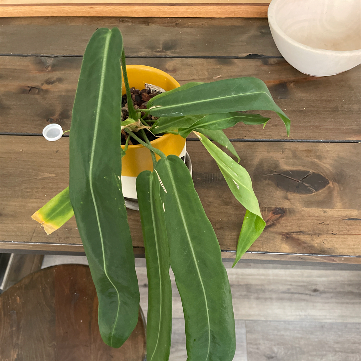 Strap Leaf Anthurium plant in a yellow pot with some yellowing and browning leaves.