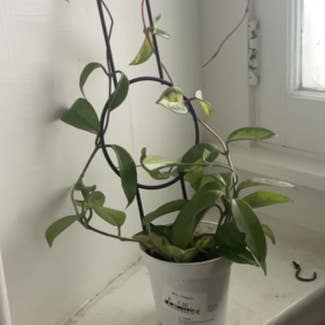 Hoya Carnosa Tricolor plant in Ogden, Utah
