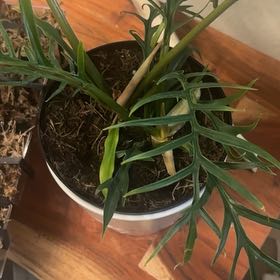 Photo of the plant species Philodendron tortum by @TiptopTipa named Taylor Swift on Greg, the plant care app