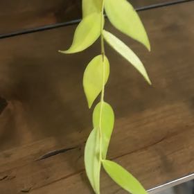 Photo of the plant species Ceratostema Villosa by @TiptopTipa named ChloroPhil on Greg, the plant care app
