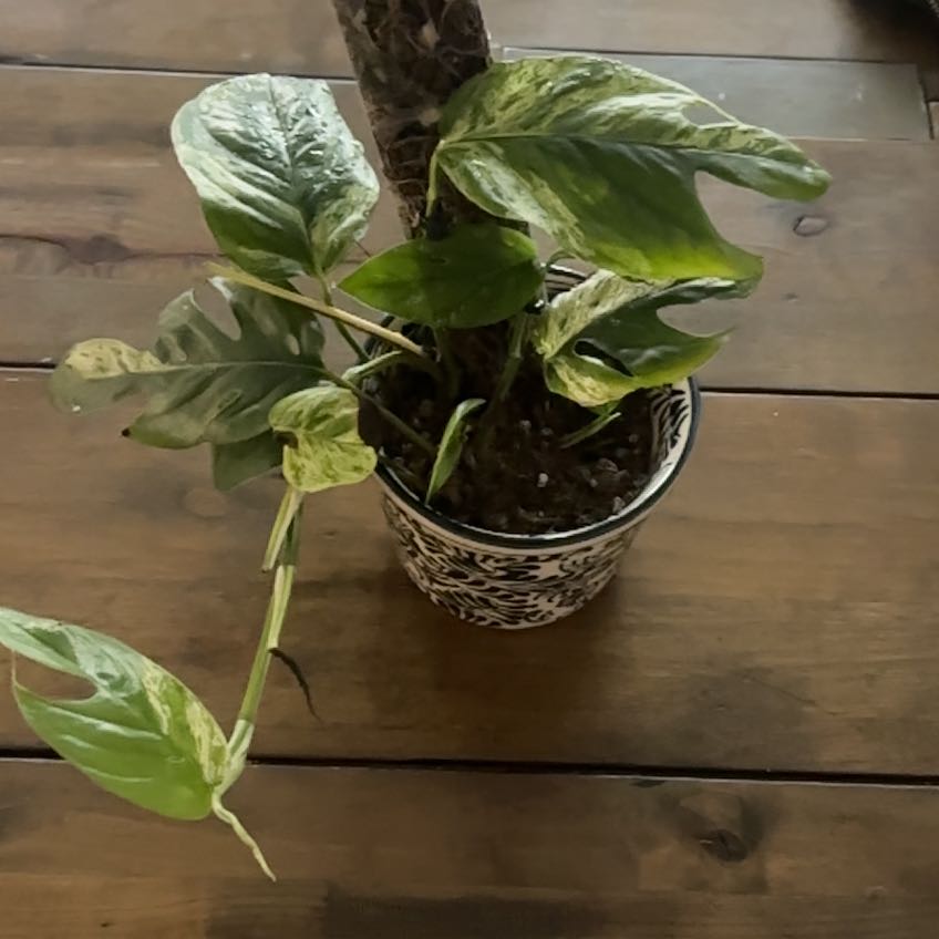 Photo of the plant species Epriprenum Aureum by @TiptopTipa named Drake on Greg, the plant care app