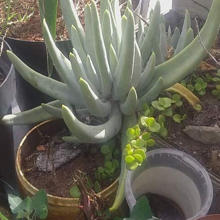 Photo of the plant species Bright Green Dudleya by @ExoticKiekie named Mollie on Greg, the plant care app