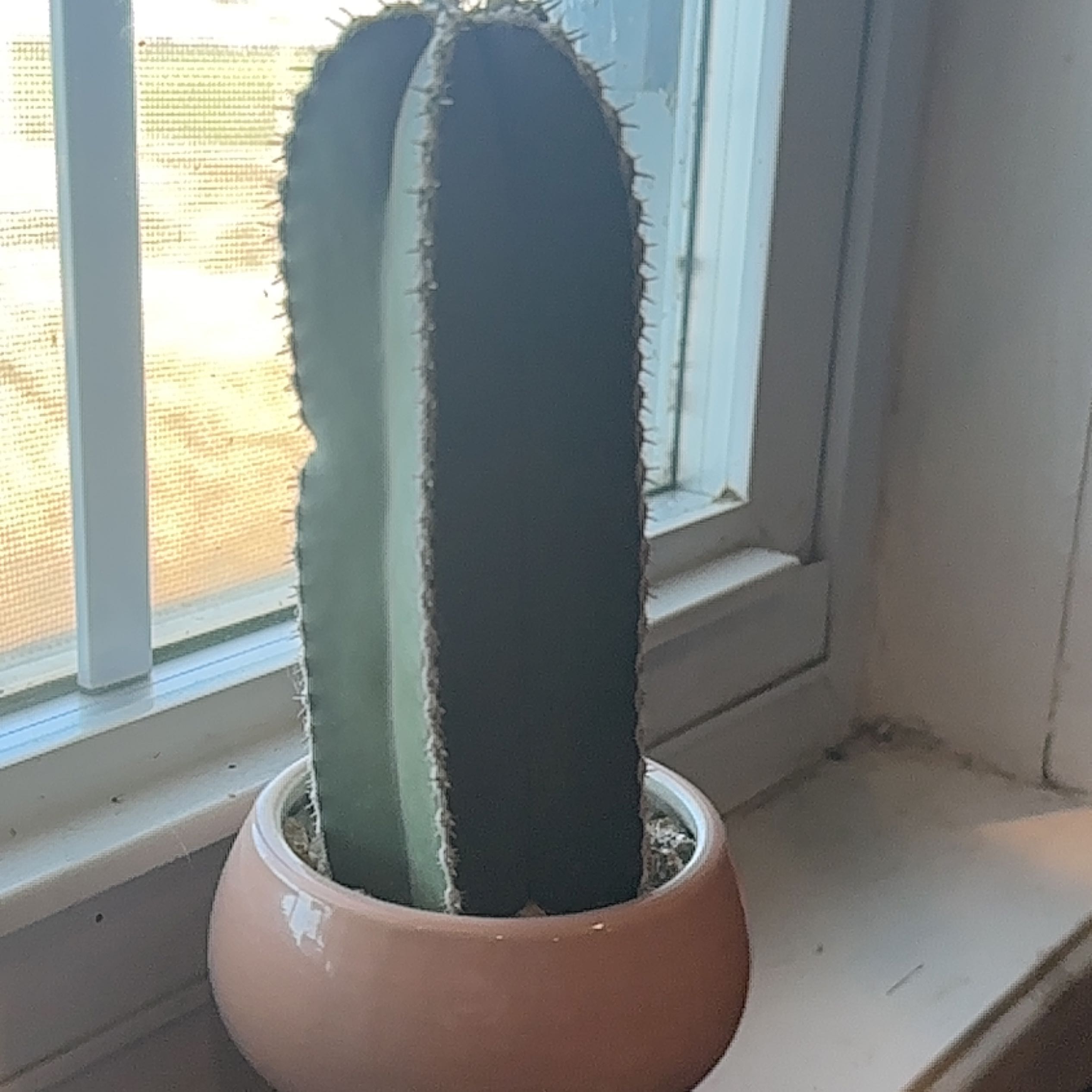 A healthy Mexican Fence Post Cactus in a pot on a windowsill.