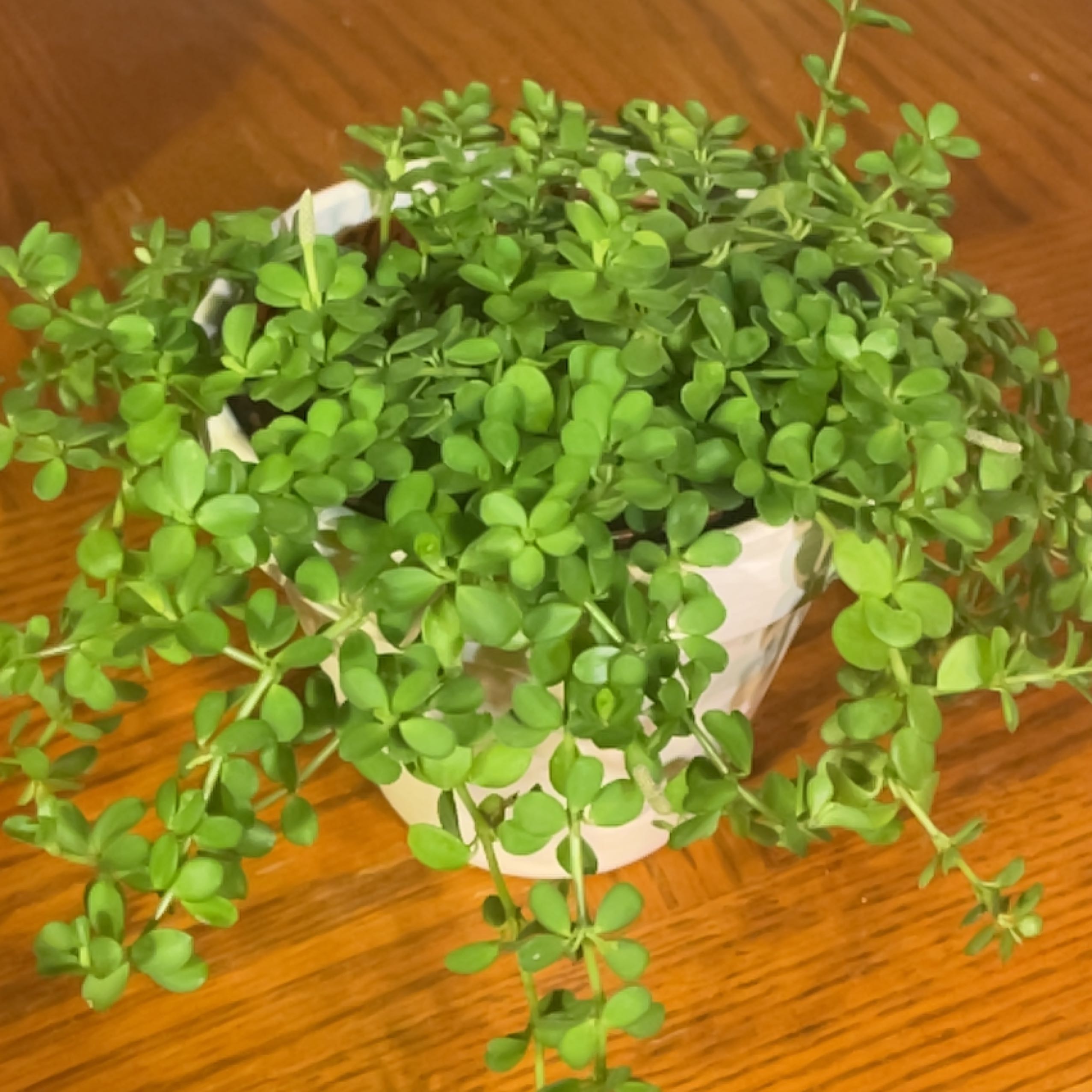 Photo of the plant species Isabella Peperomia by @Laney42 named Greg on Greg, the plant care app