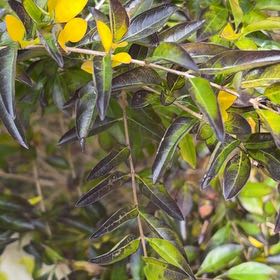 Photo of the plant species winged sumac by @AffluentEndive named Aristotle on Greg, the plant care app