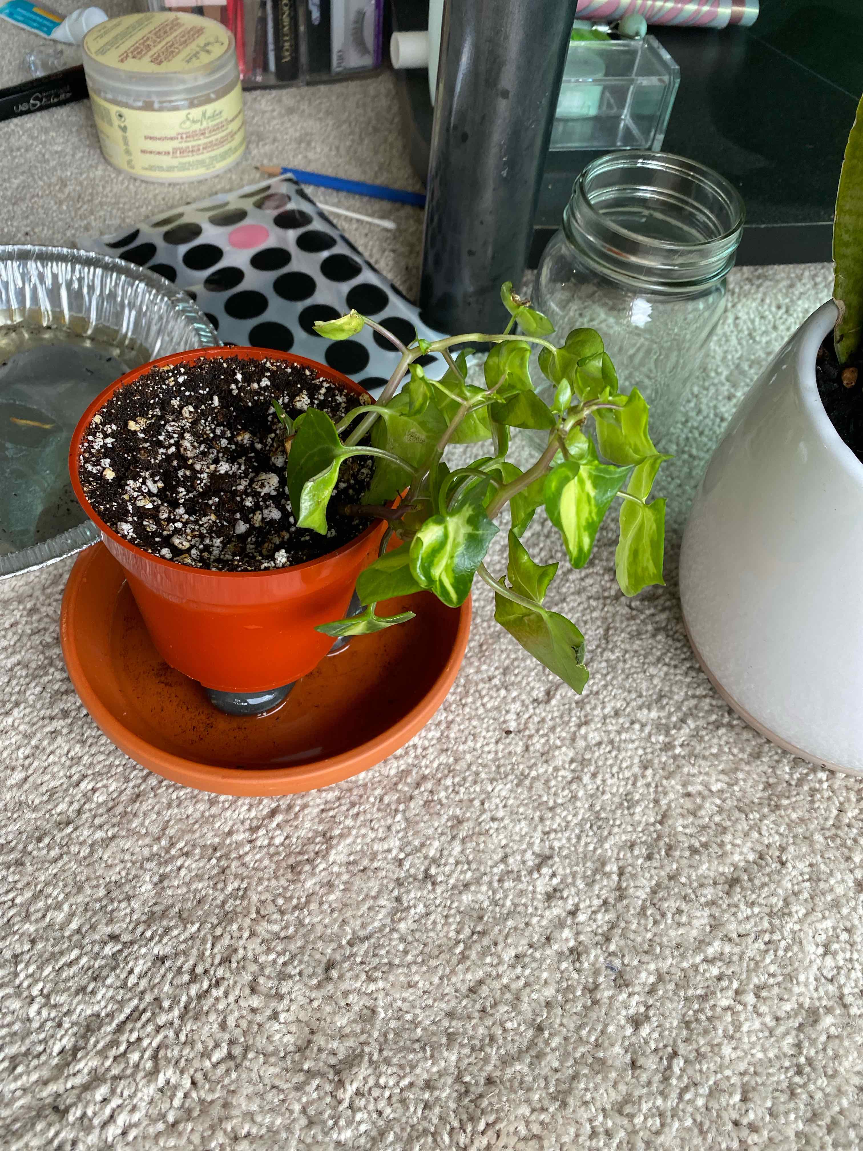 Cape Ivy plant in a pot with some yellowing leaves, visible soil, and well-framed.