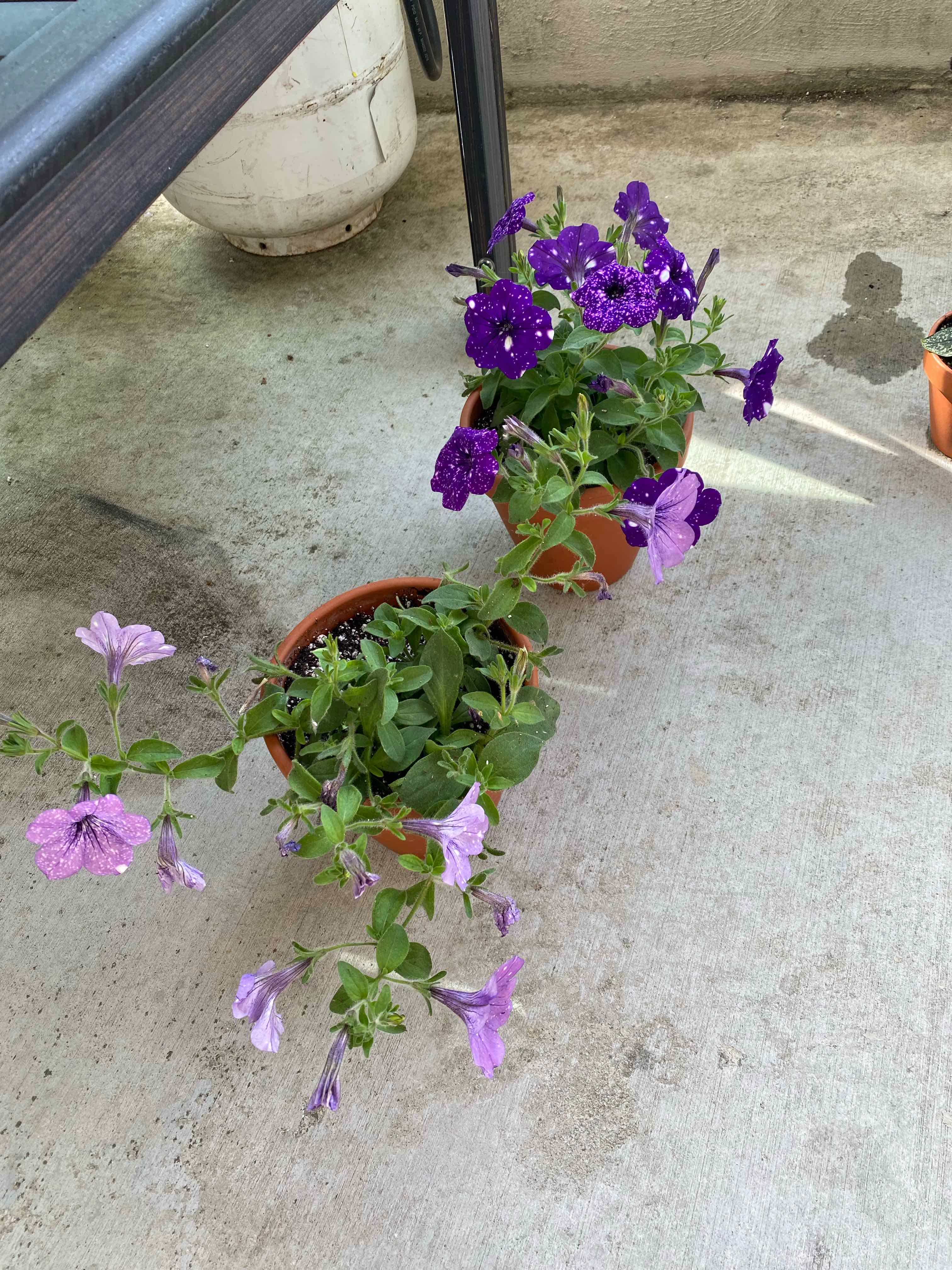Two potted Night Sky Petunias with vibrant purple flowers and visible soil.