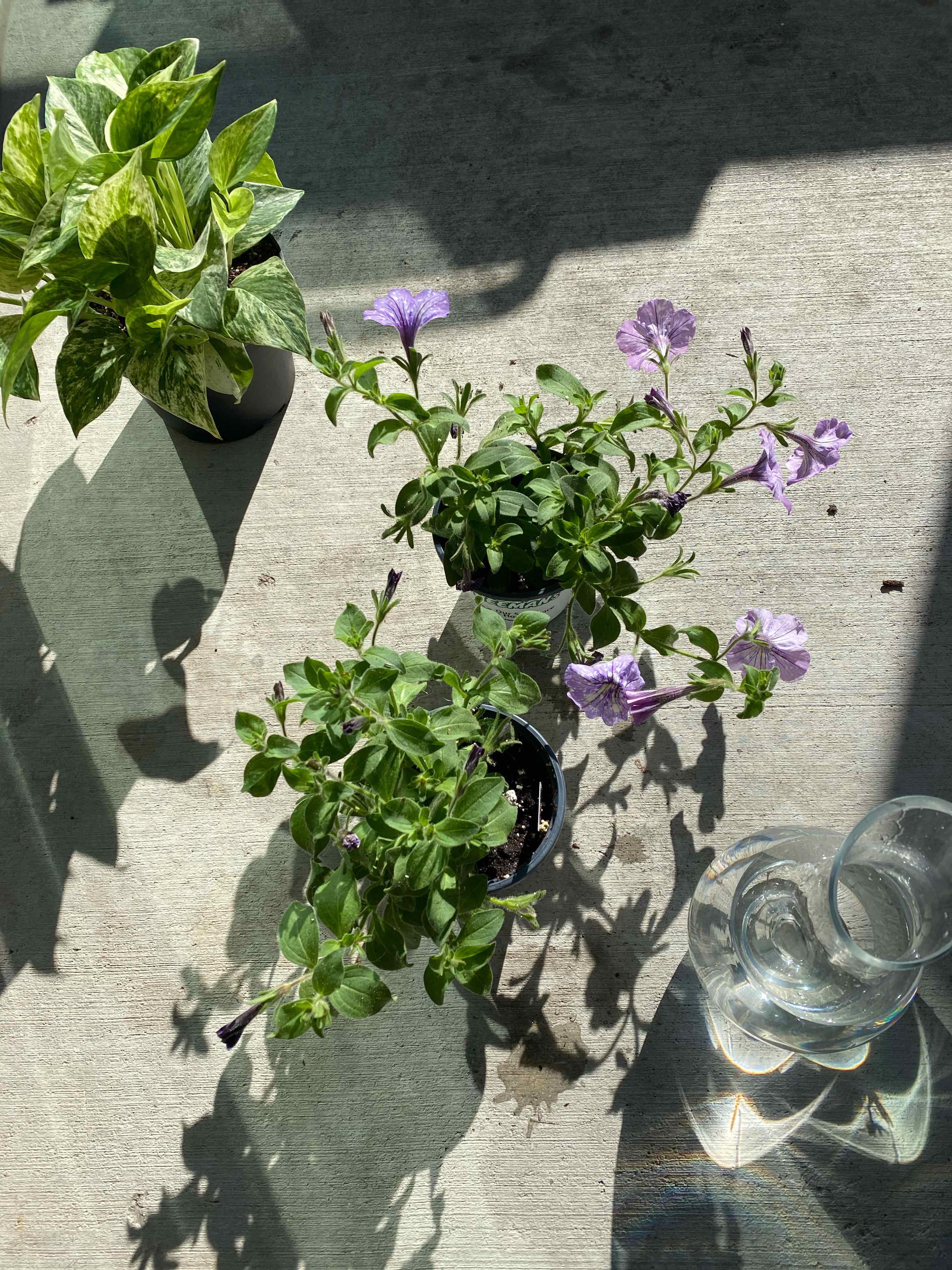 Three potted plants on a concrete surface, including a flowering Night Sky Petunia.