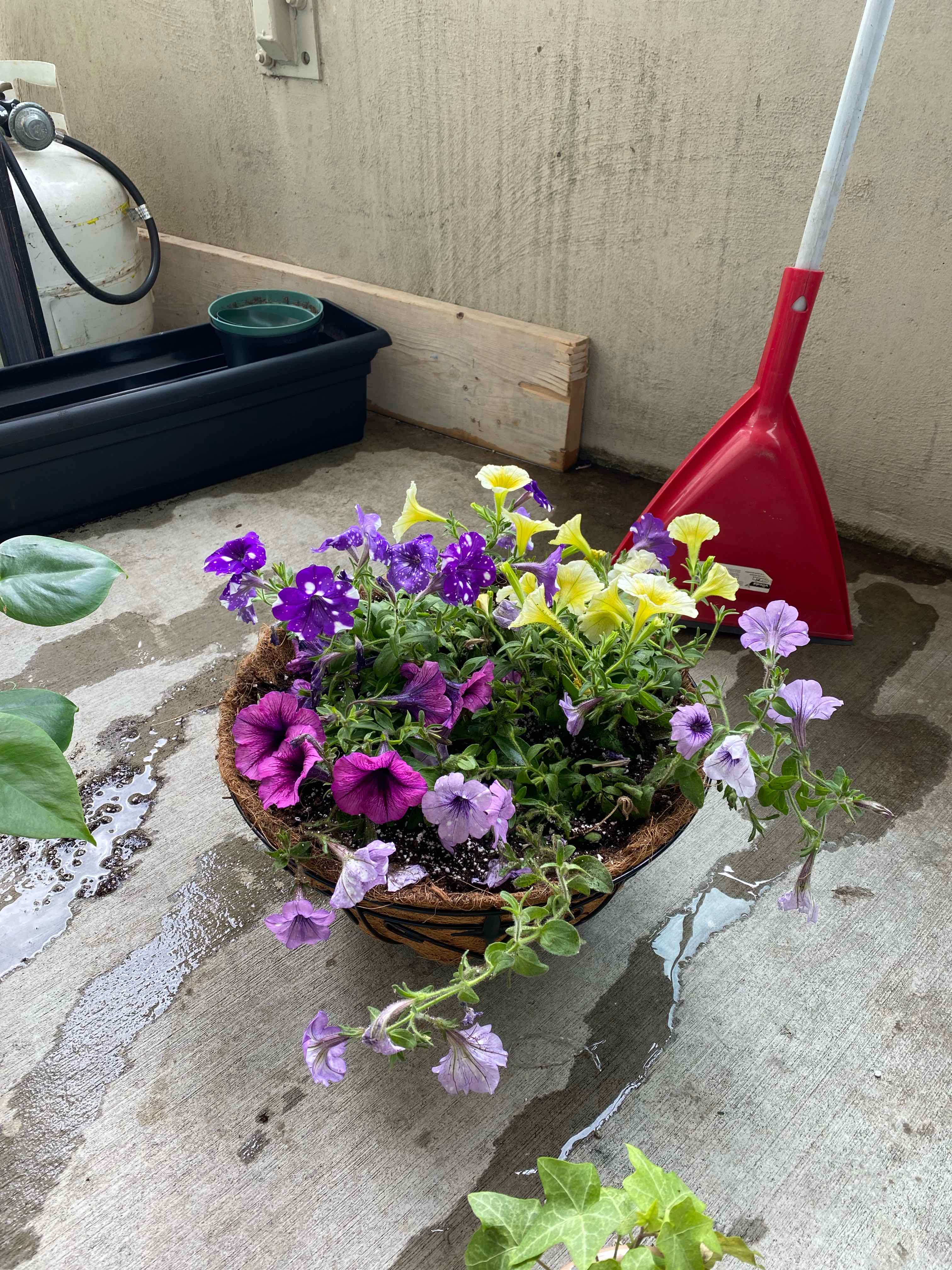 Potted Night Sky Petunia with vibrant flowers in various colors, on a concrete floor with gardening tools in the background.