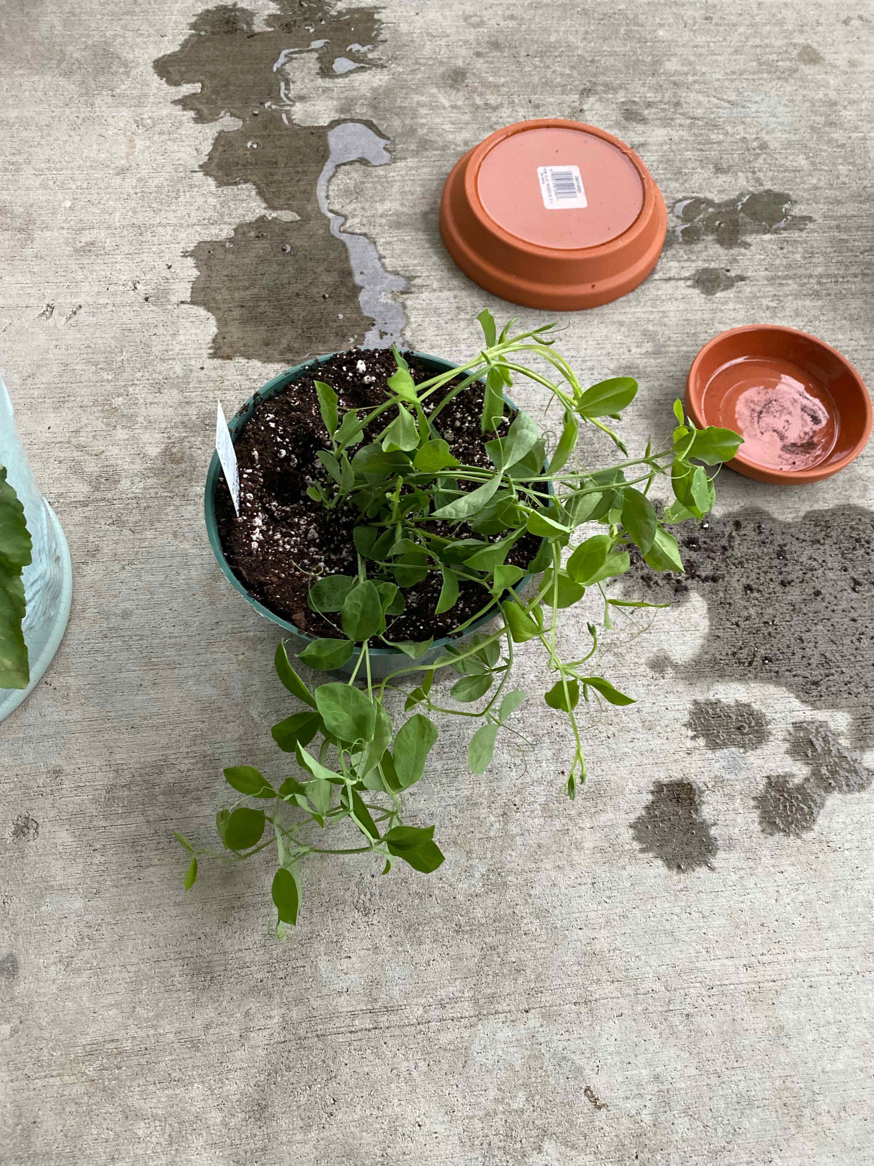 Potted Annual Sweet Pea plant with green leaves on a concrete surface.