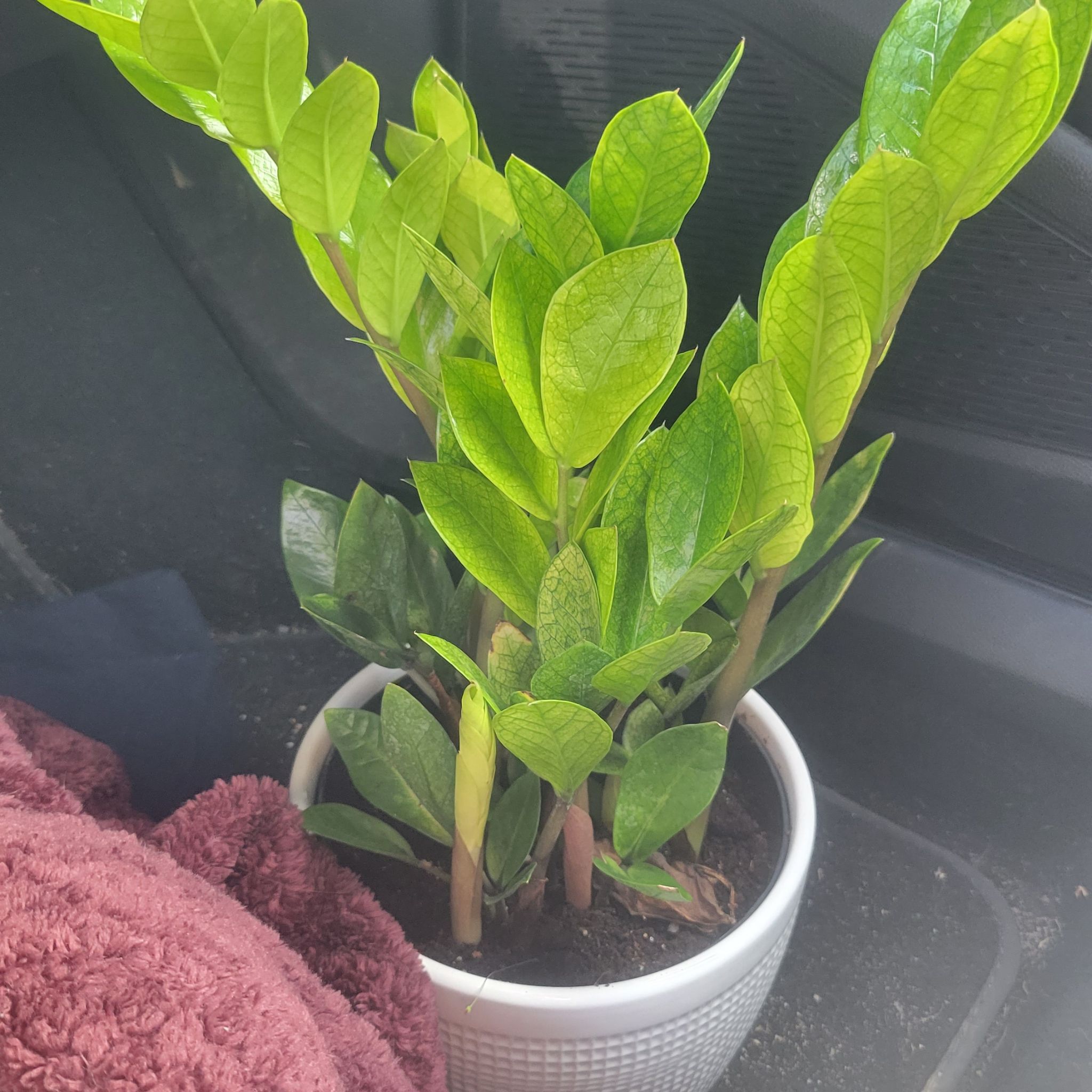 Chameleon ZZ Plant in a white pot with vibrant green leaves.