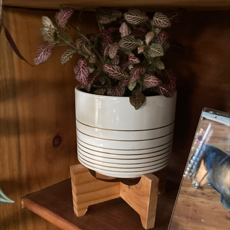 Pink Angel Nerve Plant in a white pot with horizontal stripes on a wooden stand.