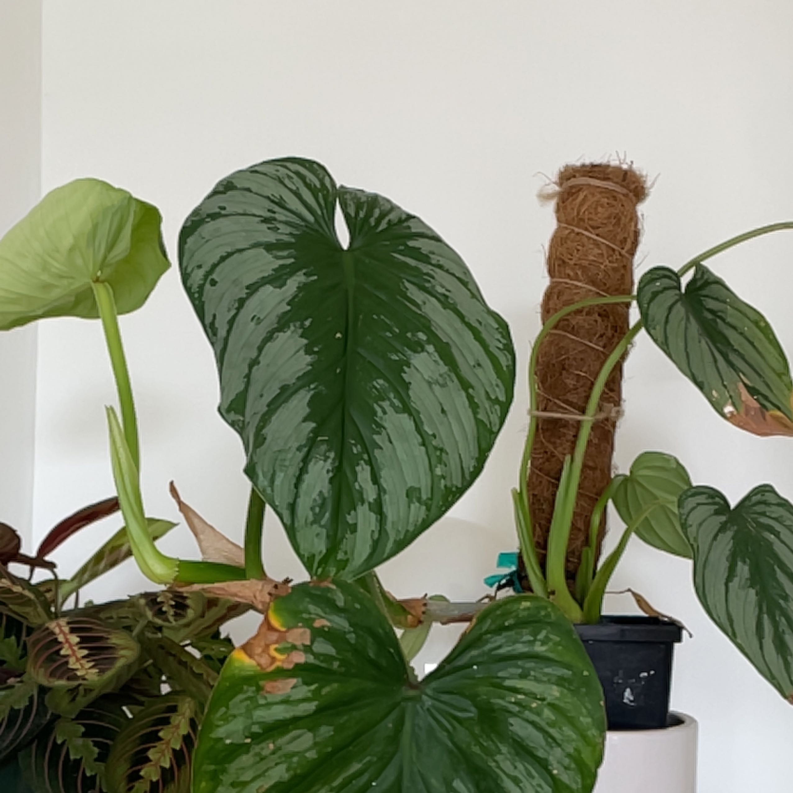 Philodendron mamei plant with large, heart-shaped leaves, some showing browning and yellowing.
