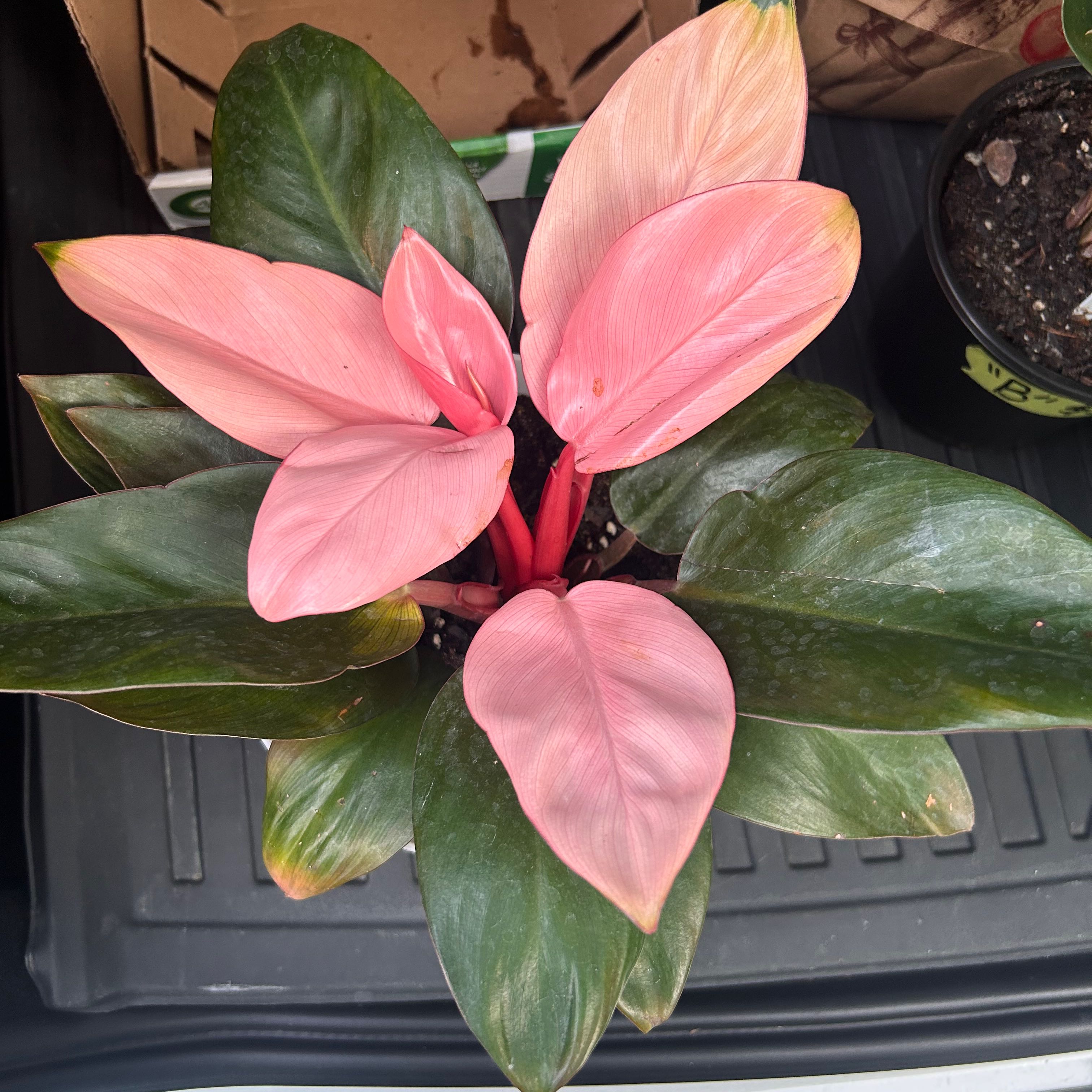 Photo of the plant species Philodendron Pink Congo by @LushRedsky named Mochi on Greg, the plant care app