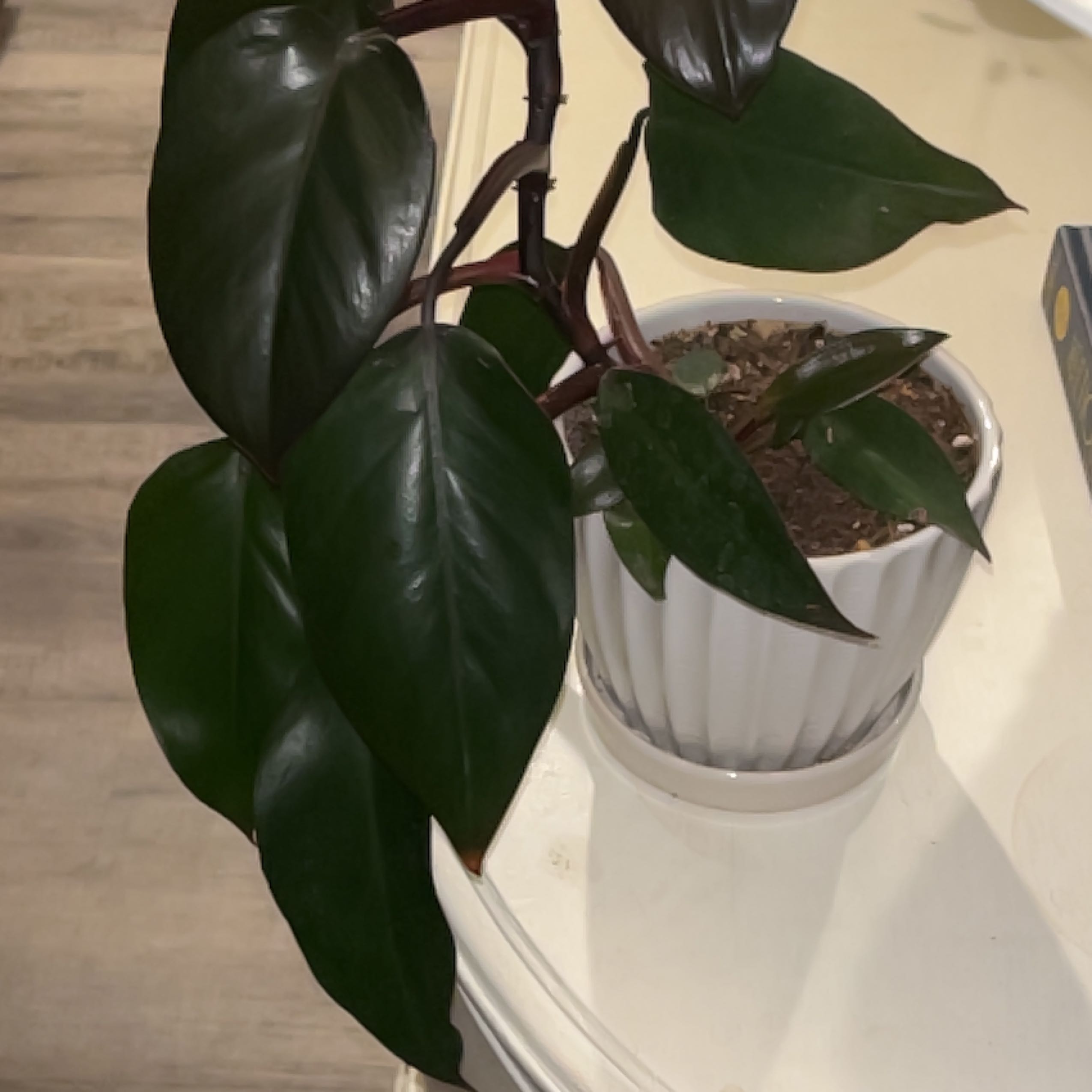Philodendron Dark Lord plant in a white pot with dark green leaves.
