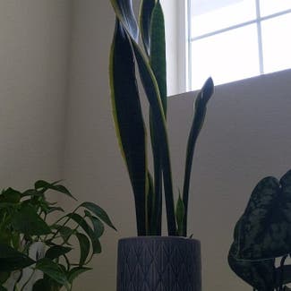 Snake Plant plant in Castle Pines, Colorado