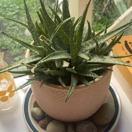 Photo of the plant species Aloe Vera by @AuspiciousBroom named Sherlock on Greg, the plant care app