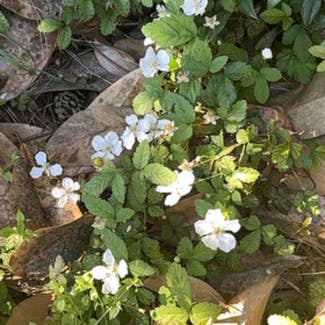 Southern Dewberry plant in Sylvester, Georgia
