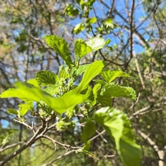 Black Mulberry plant in Sylvester, Georgia