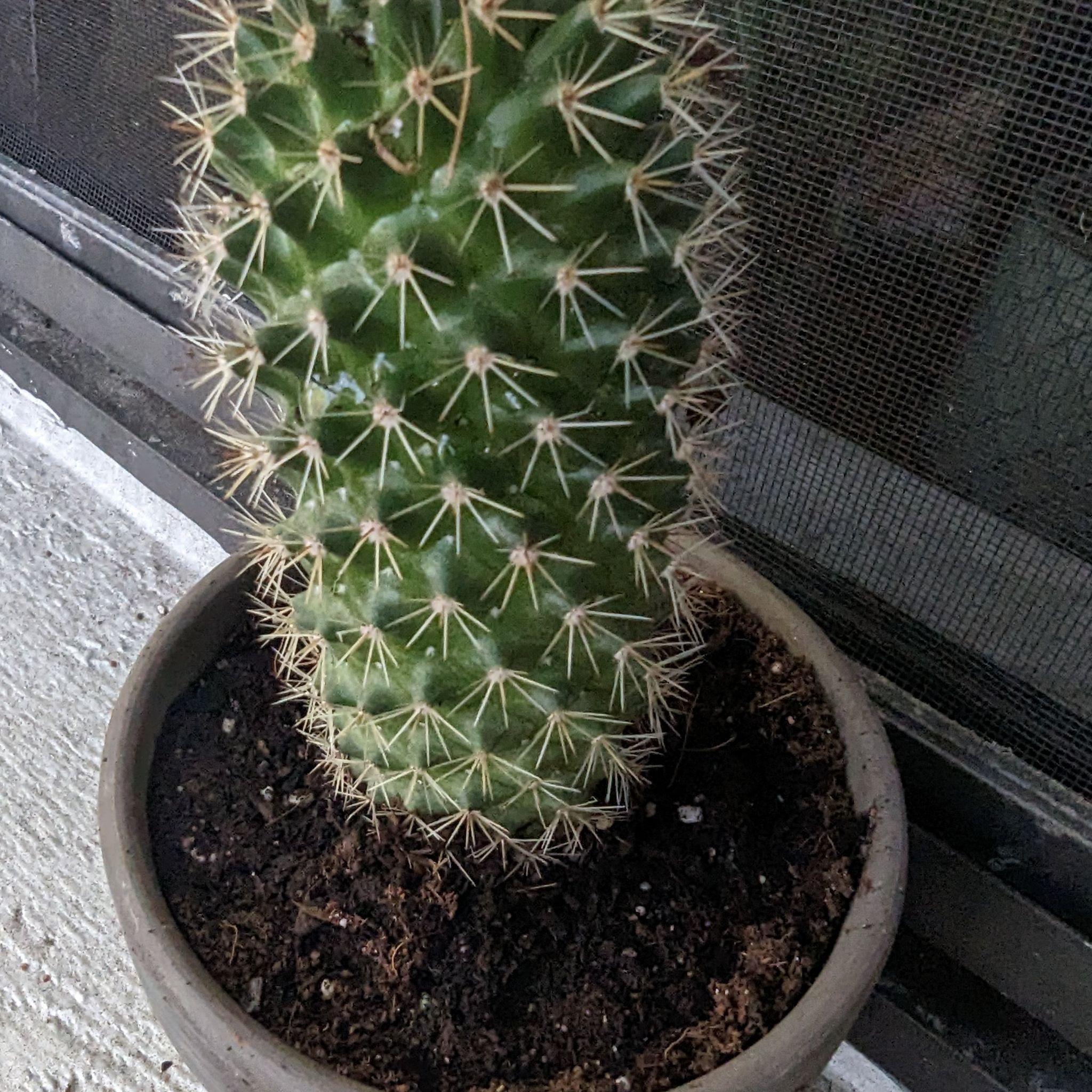 Potted Mammillaria backebergiana cactus with healthy green color and prominent spines.