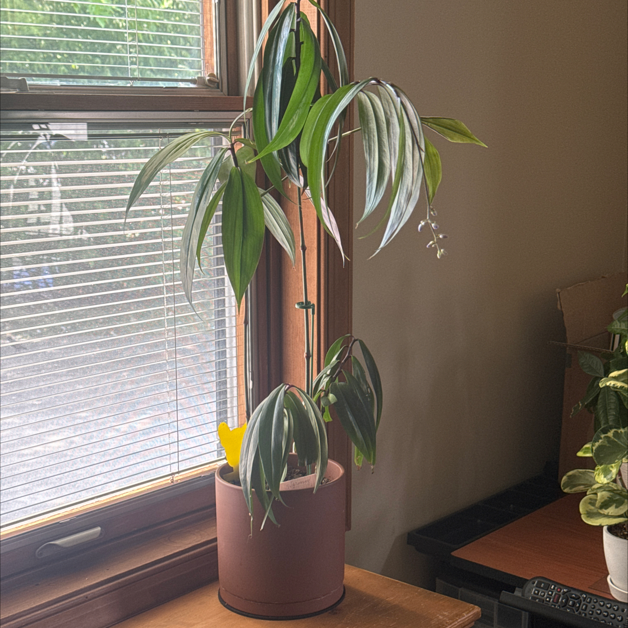 Photo of the plant species Dwarf Weeping Blue Ginger by @ChosenCamelina named Harmony on Greg, the plant care app