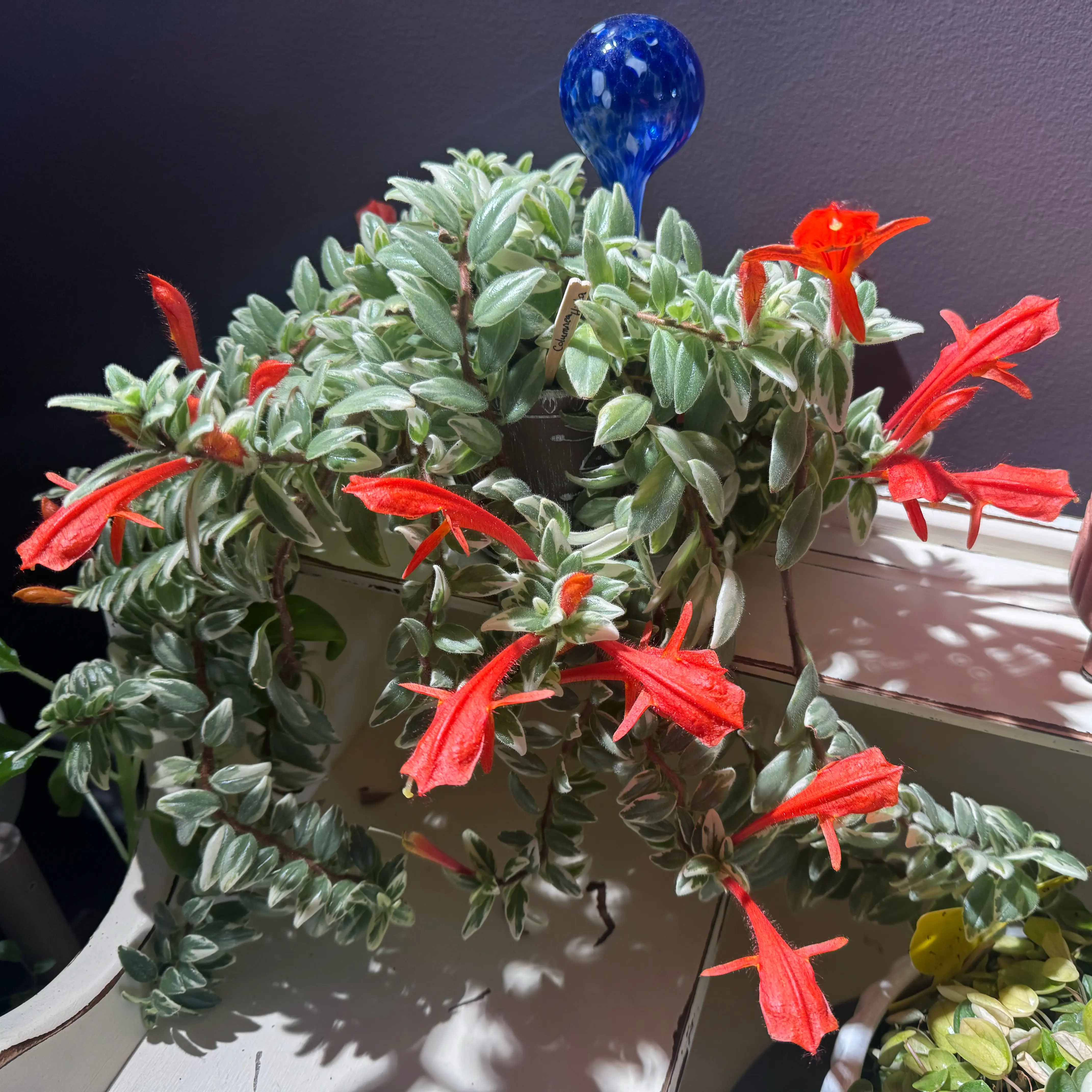 Photo of the plant species Columnea hirta by @ChosenCamelina named Dorie on Greg, the plant care app