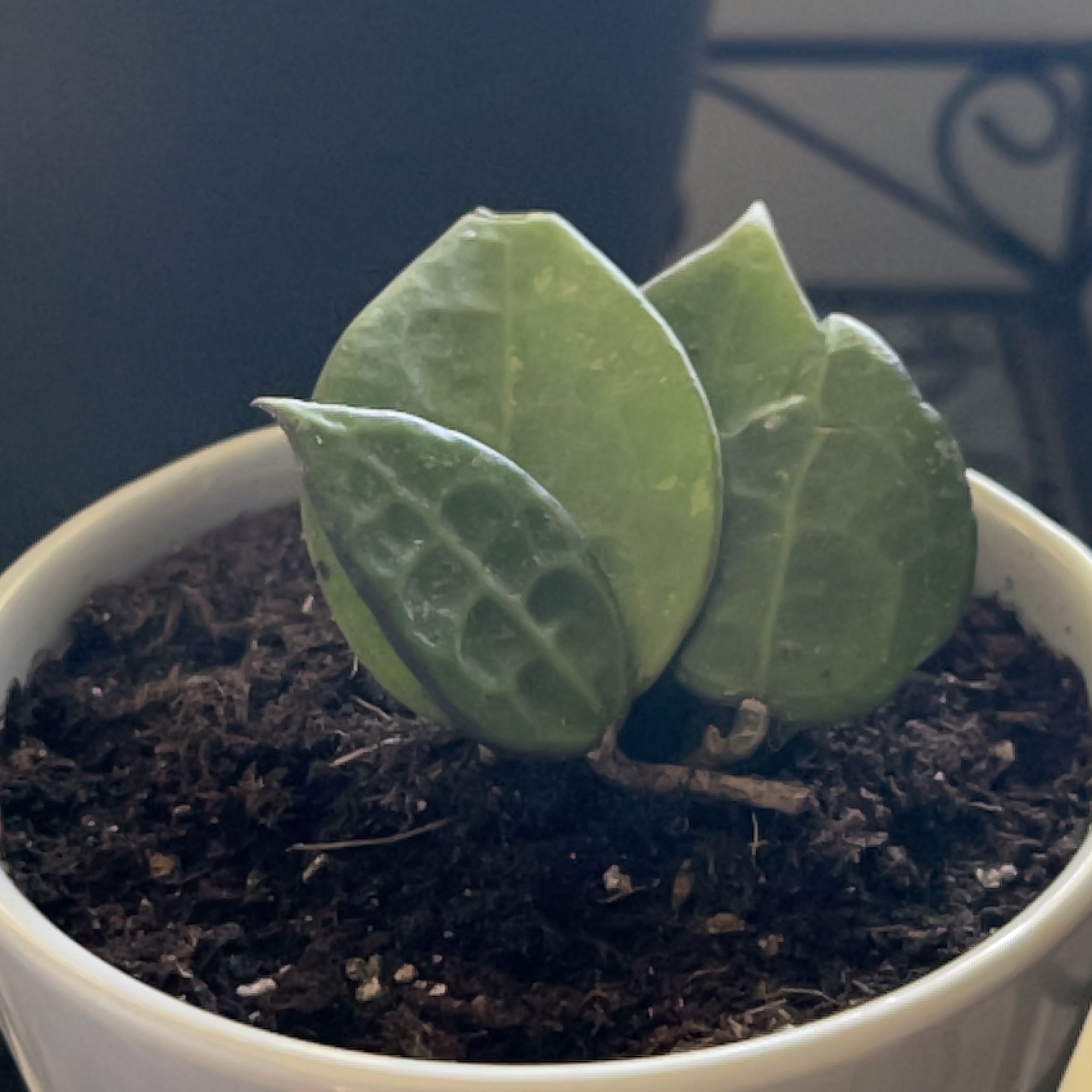 Potted Hoya parasitica 'Black Margin' with thick, green leaves in a white pot.